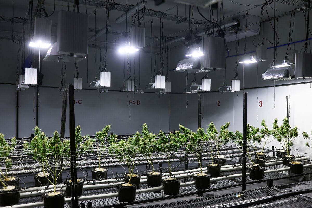 南非大麻公司首发股 大马ALPS将持股85%